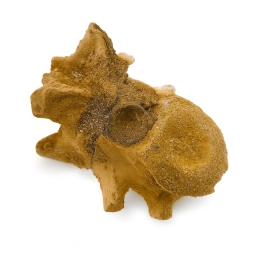 Spinosaurus Bone.