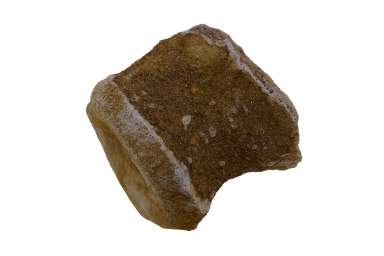 Spinosaurus Bone.