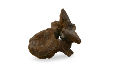 Spinosaur
