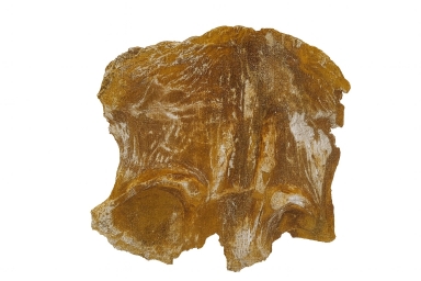 Spinosaurus Bone.