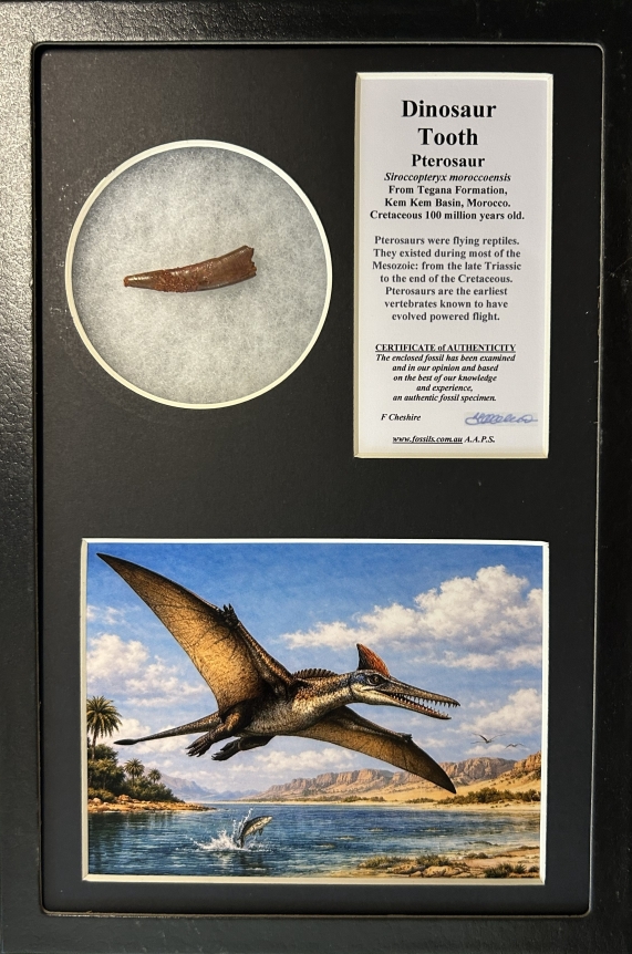 Boxed Pterosaur tooth.