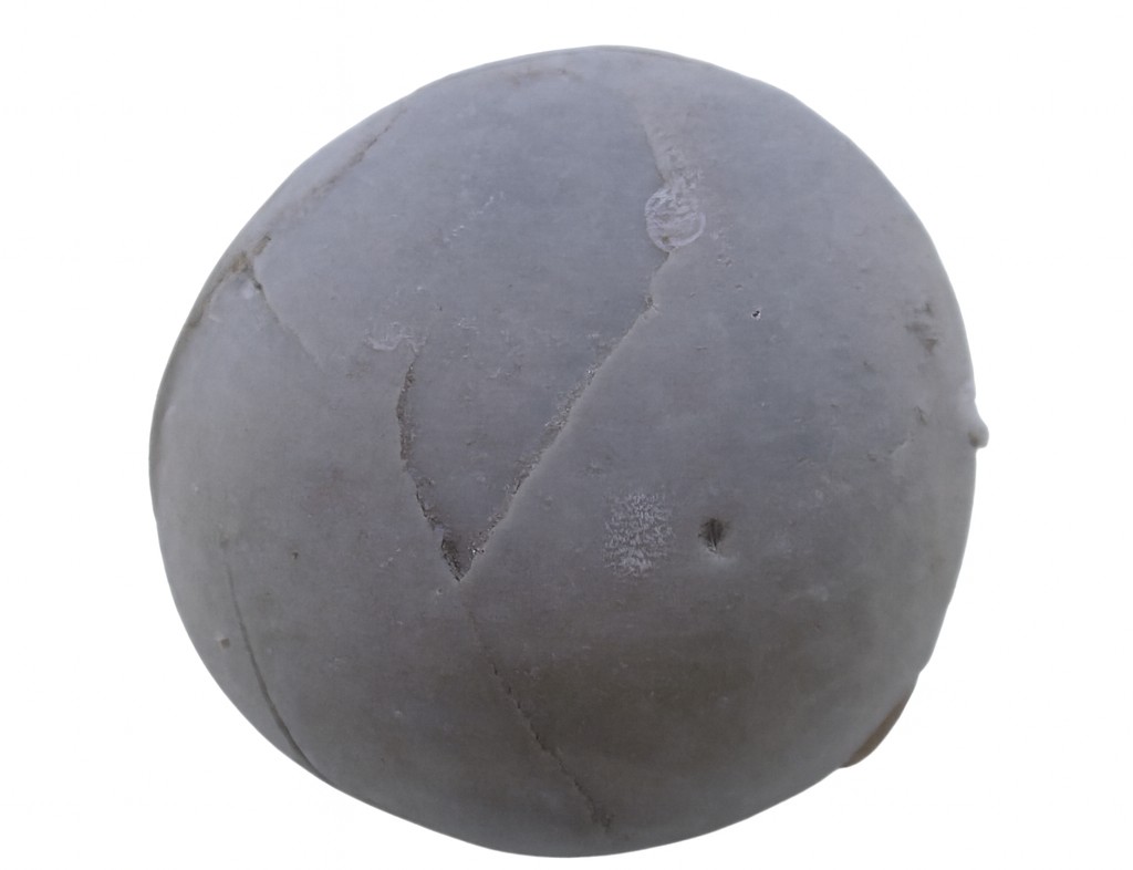 Echinocorys scutata.