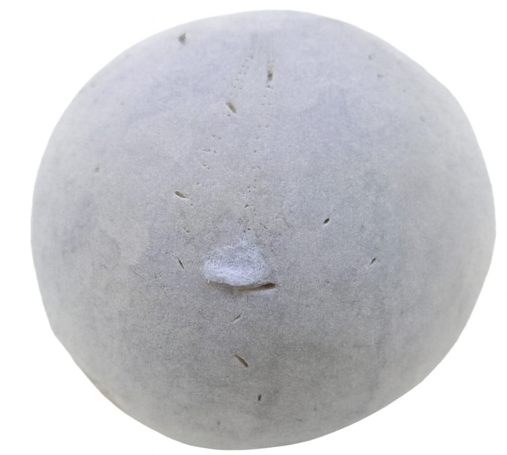 Echinocorys scutata.
