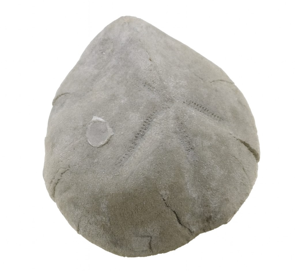 Micraster leskei.