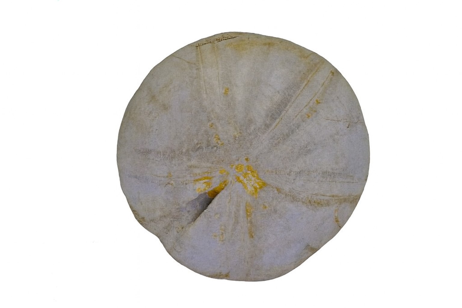 Clypeus plotti.