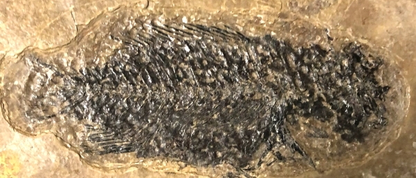 Asineops