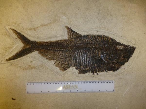 Diplomystus.