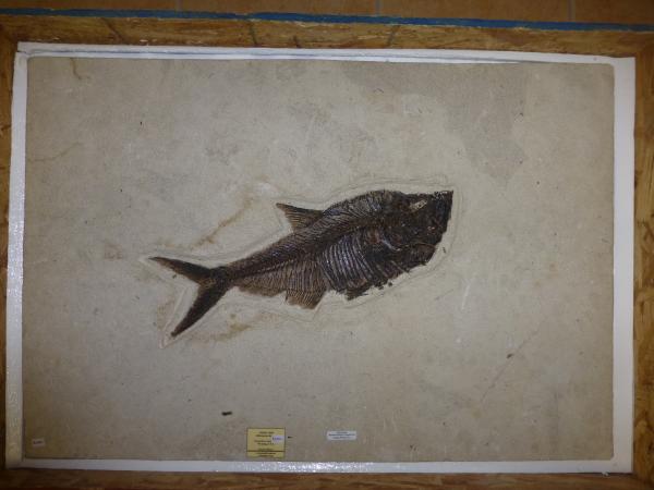 Diplomystus.