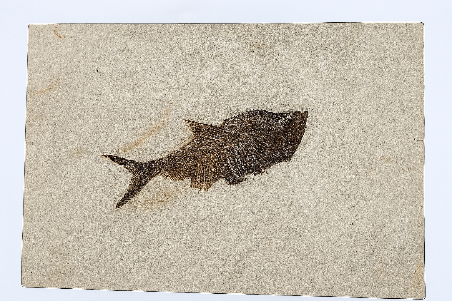 Diplomystus.