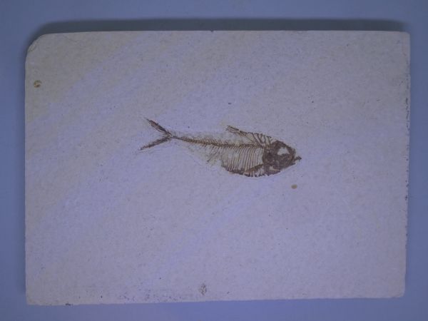 Diplomystus.