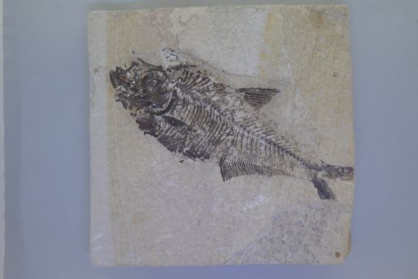 Diplomystus.