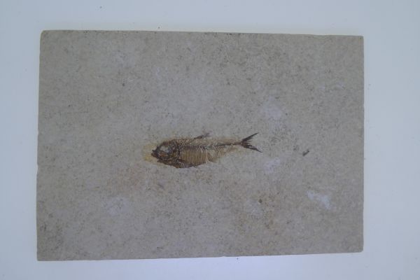 Diplomystus.