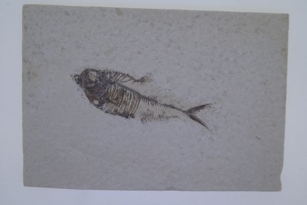 Diplomystus.