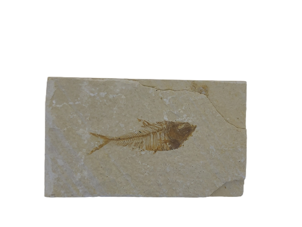 Diplomystus.