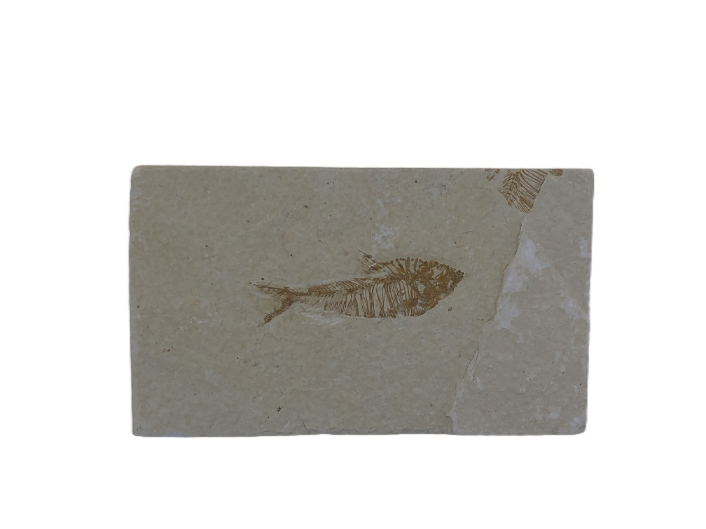 Diplomystus.