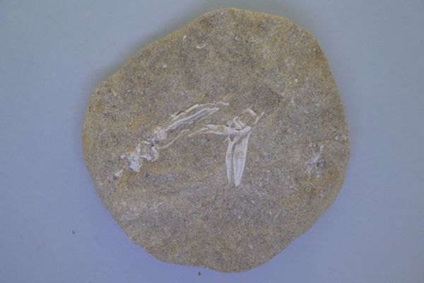 Fish Vertebrae.