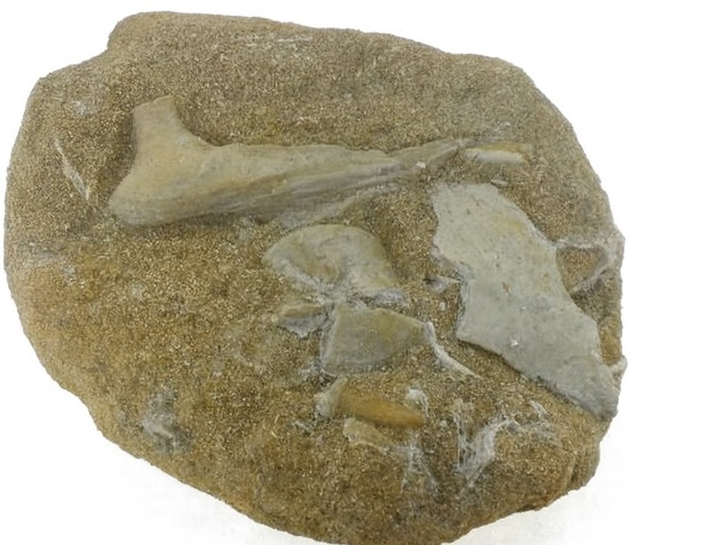 Fish Bones.