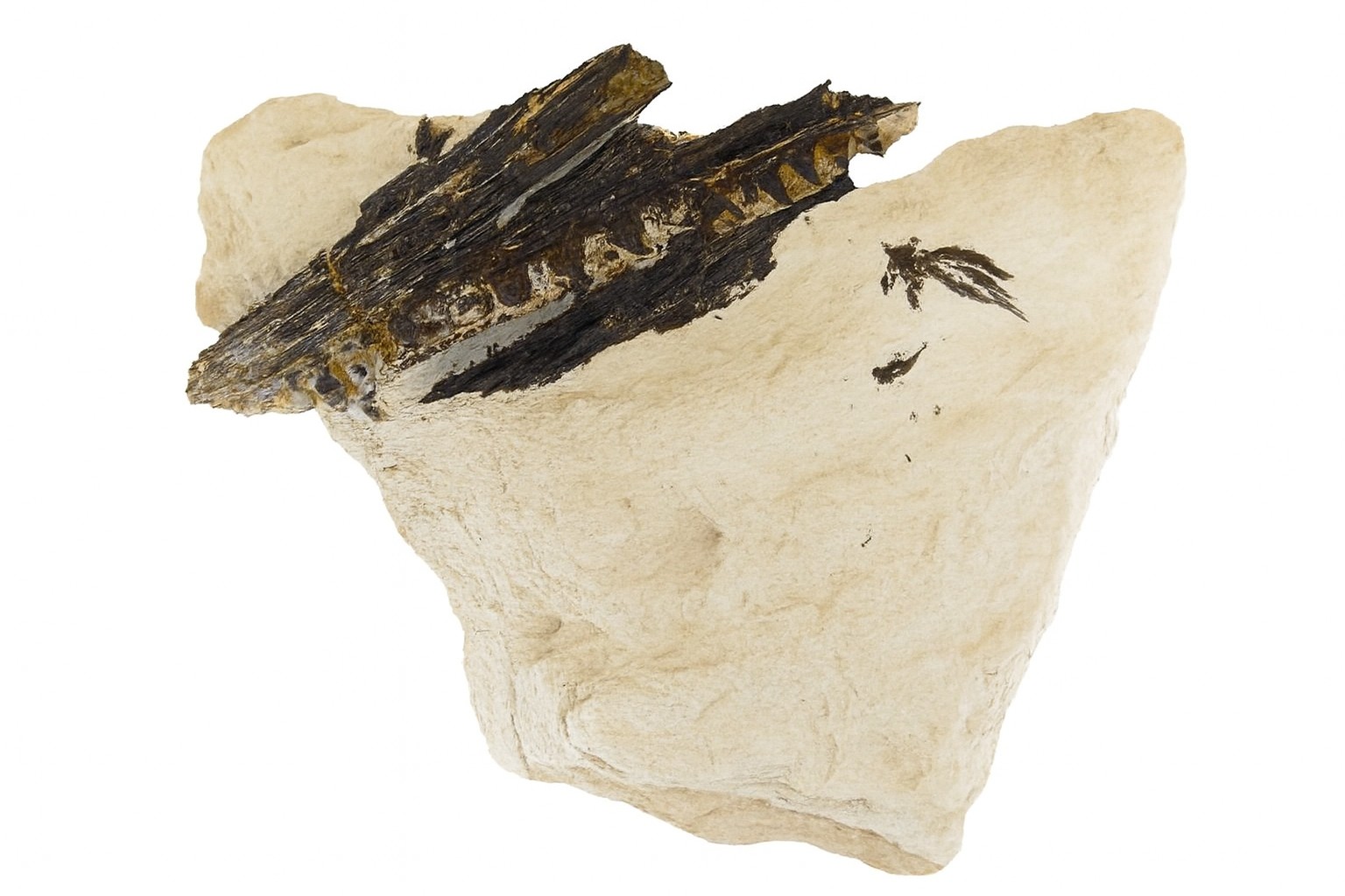 Niobrara Fish Bones