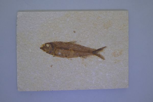 Knightia eoceana.