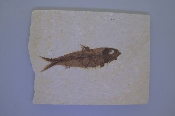Knightia eoceana.