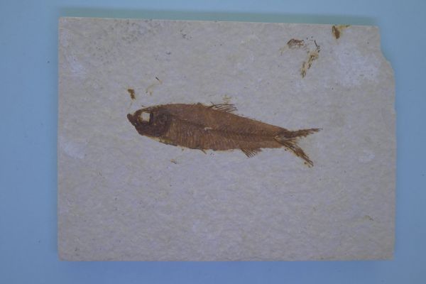 Knightia eoceana.