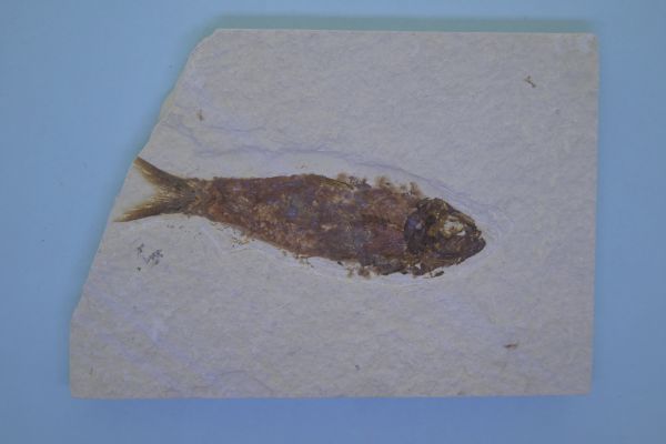 Knightia eoceana.