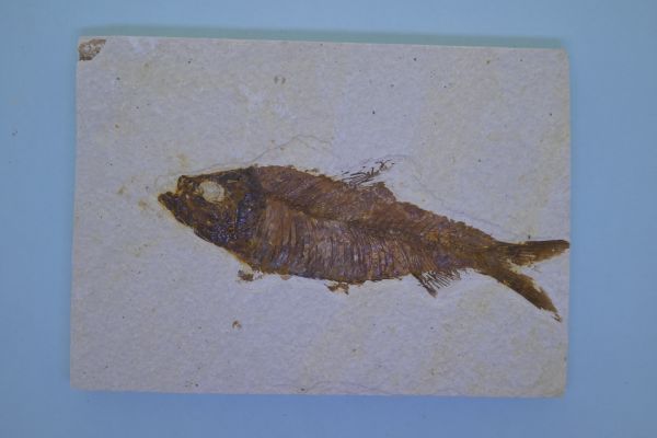 Knightia eoceana.