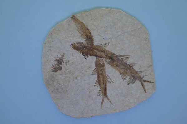 Knightia eoceana.
