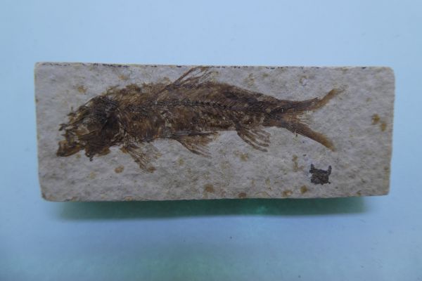 Knightia eoceana.