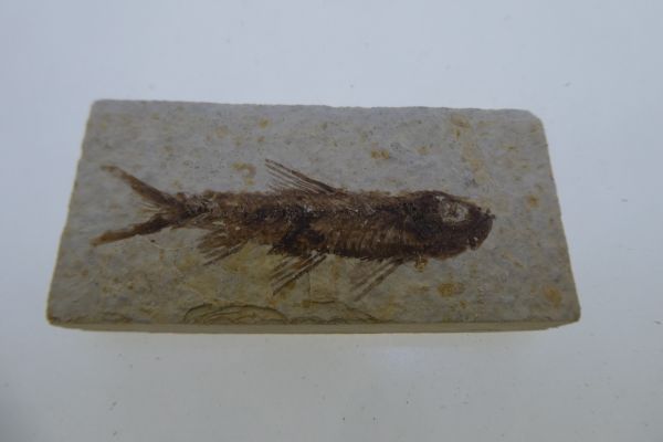 Knightia eoceana.