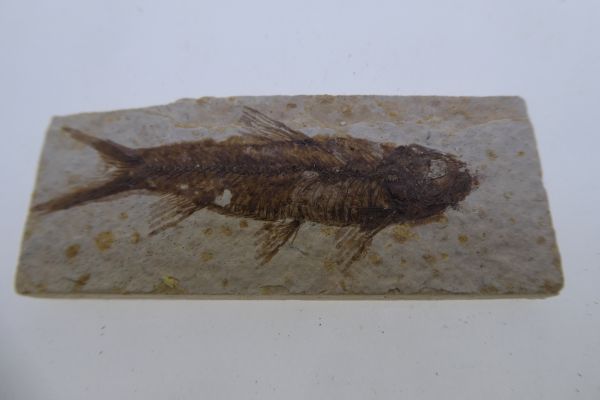 Knightia eoceana.