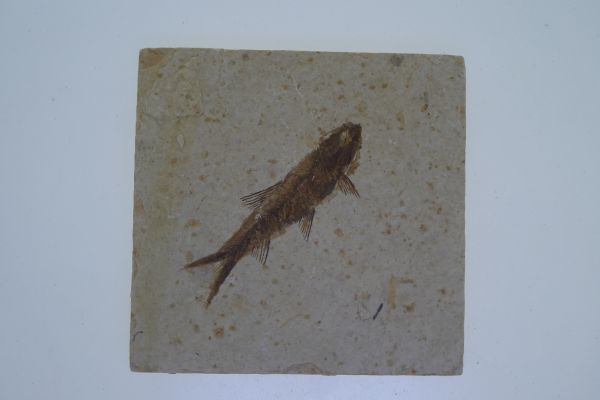 Knightia eoceana.