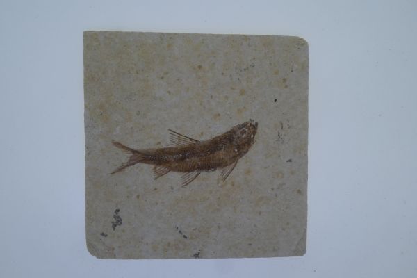 Knightia eoceana.
