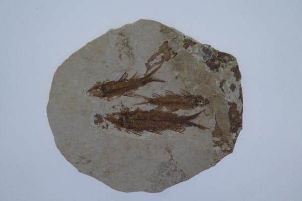 Knightia eoceana.