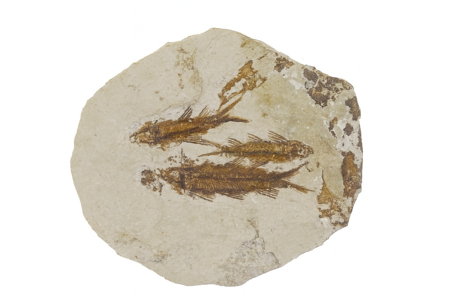 Knightia eoceana.