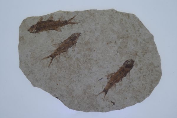 Knightia eoceana.