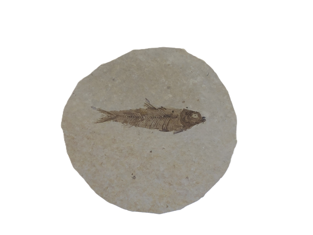 Knightia eoceana.