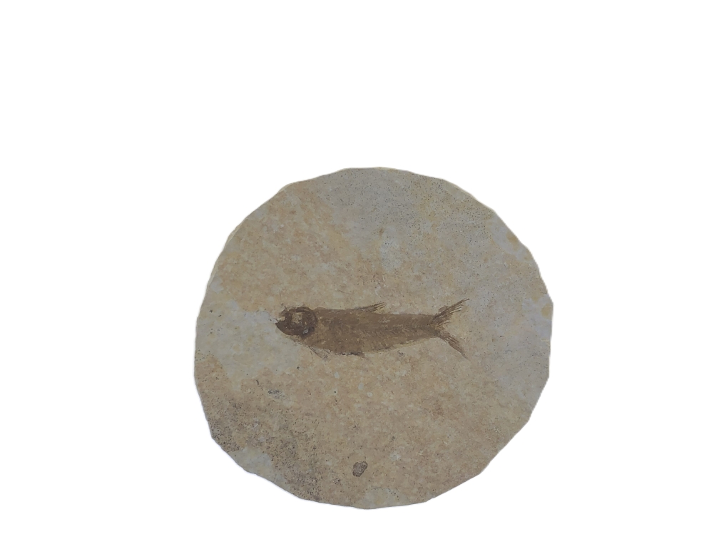 Knightia eoceana.