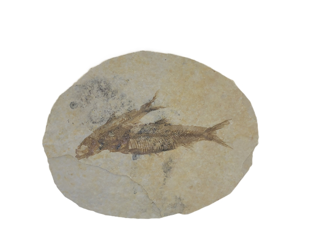 2 Knightia eoceana.