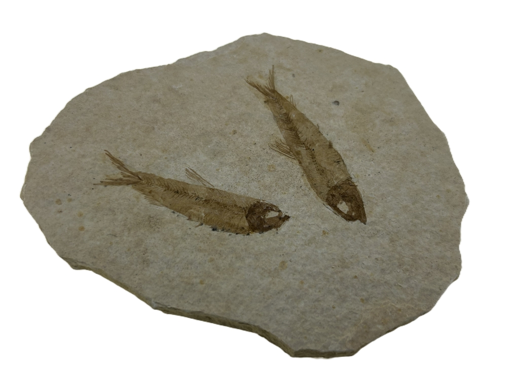 2 Knightia eoceana.