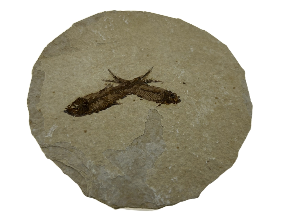 2 Knightia eoceana.