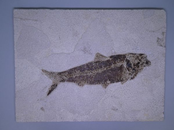 Knightia eoceana.