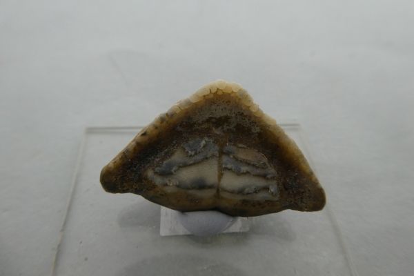 Mouth Plate