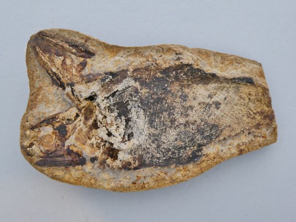 Australosomus merlei