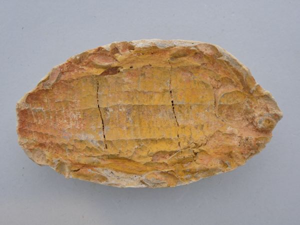 Australosomus merlei