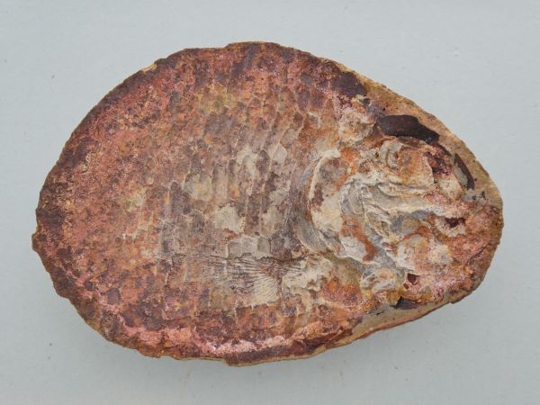 Ecrinesomus dixoni
