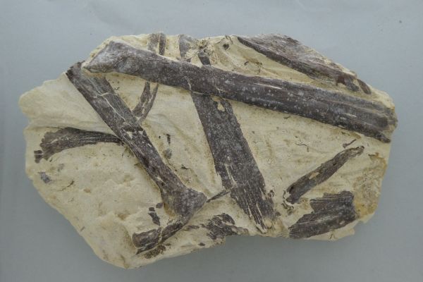 Xiphactinus audax