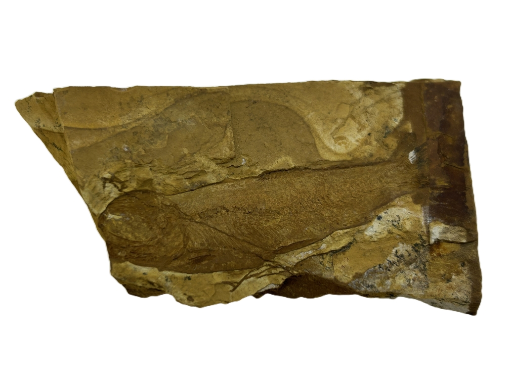 Cavenderichthys talbragarensis.