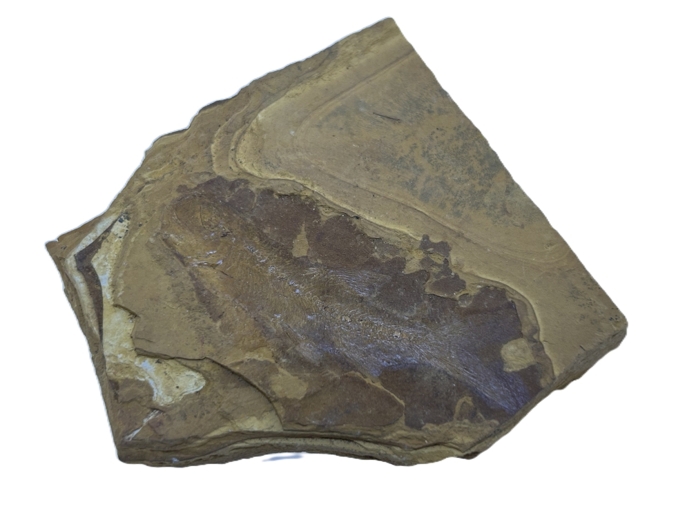 Cavenderichthys talbragarensis.