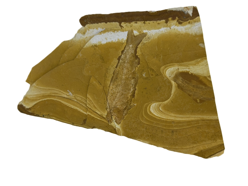 Cavenderichthys talbragarensis.